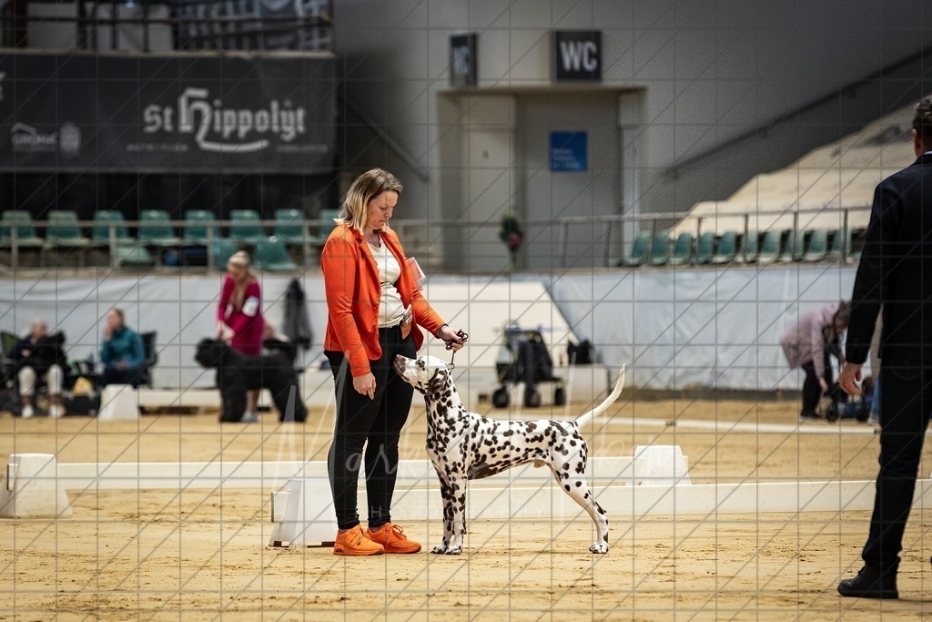 DS - Bester Junghund_0159 | Markus Heber Photography