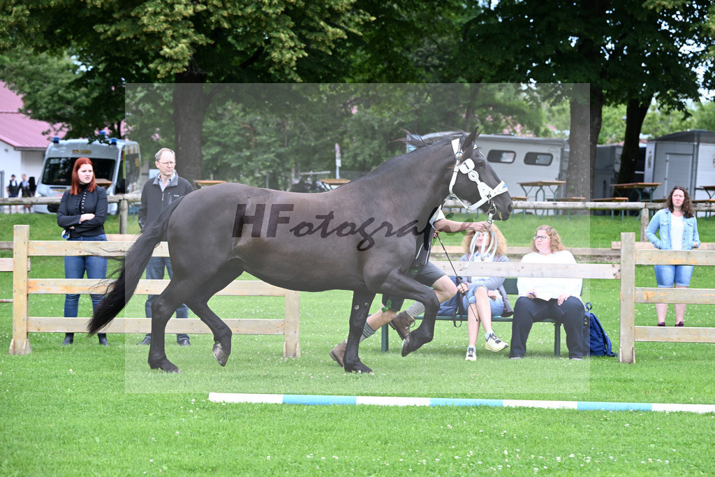 Kat-Nr. 1 Zilly v. Vale_Reitschuh u Hoferer_22240012 | hf-fotografie - Realisiert mit Pictrs.com