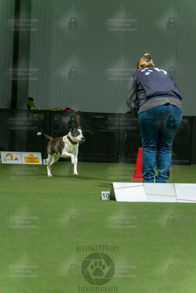 7IV01781 | Professionelle Tierfotografie in Mönchengladbach von Daniel Wirth (allesWIRTHgut). Liebevolle & natürliche Bilder von Hunden & Katzen für unvergessliche Erinnerungen.