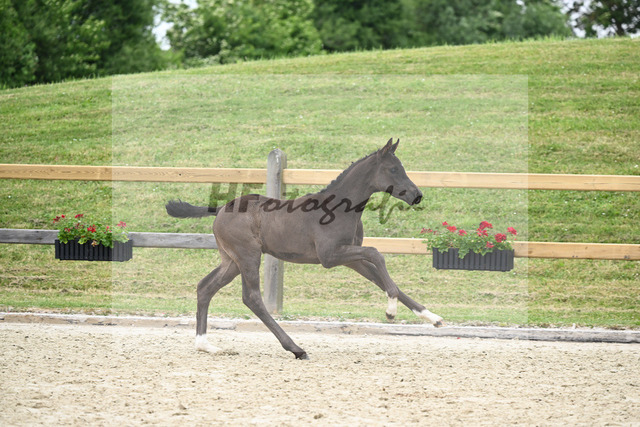 Kat-Nr. 35 HF DSP Feliciano_Niedermair_17230901 | hf-fotografie - Realisiert mit Pictrs.com