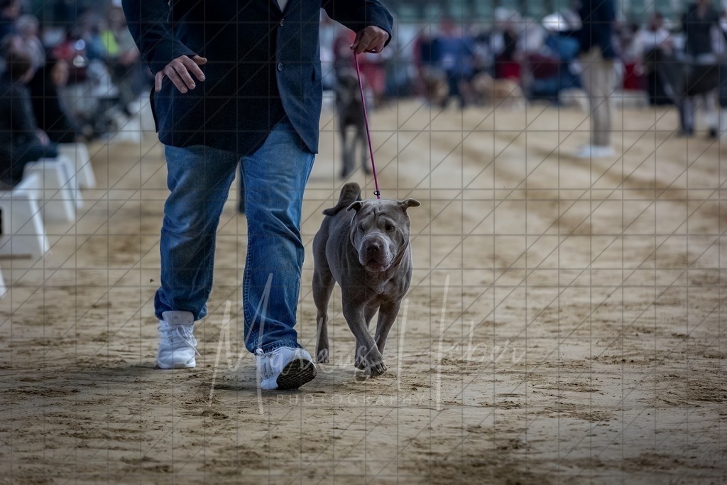 DS - Bester Junghund_0037 | Markus Heber Photography