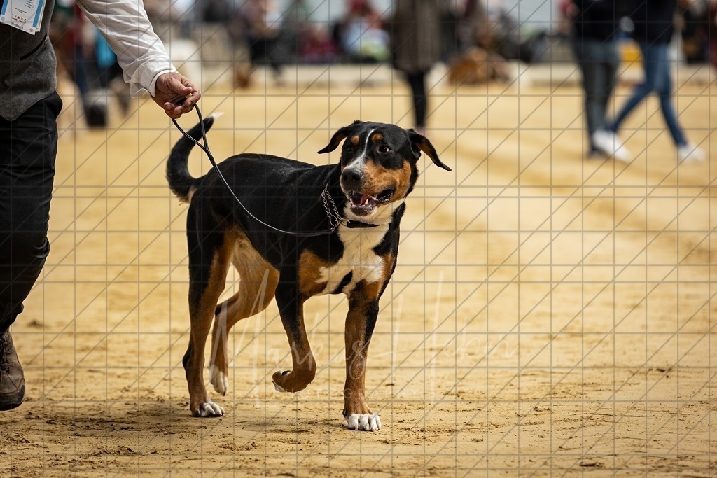 DS - Bester Junghund_0009 | Markus Heber Photography
