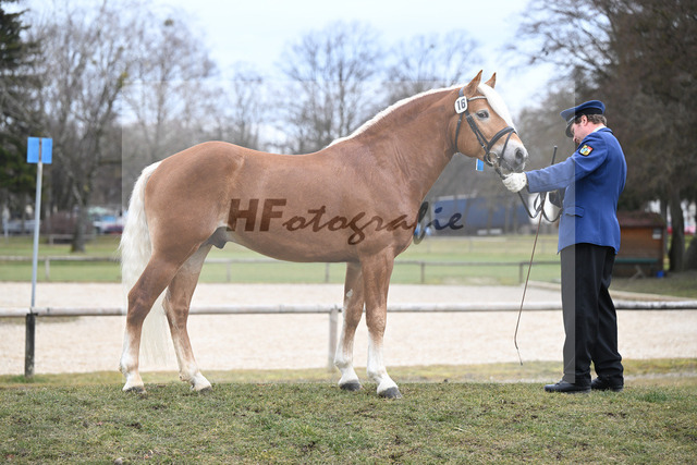 Kat-Nr. 16 v. Sturmdrang_HLG Schwaiganger_2230386 | hf-fotografie - Realisiert mit Pictrs.com