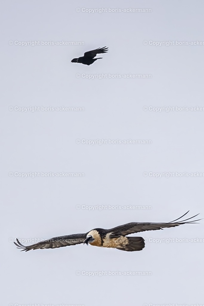 1M5A2603 | Photography, Fotografie, Sportfotografie, Wildlife, Saas-Fee, Nature, Tierfotografie, Wallis, Naturfotograf, Karpathos, Windsurfen, Surffotografie, Sportsphotography, Marmot, Capra, Ibex, Mountainibex, Schweiz, Italien, Griechenland, Urlaub, Bartgeier