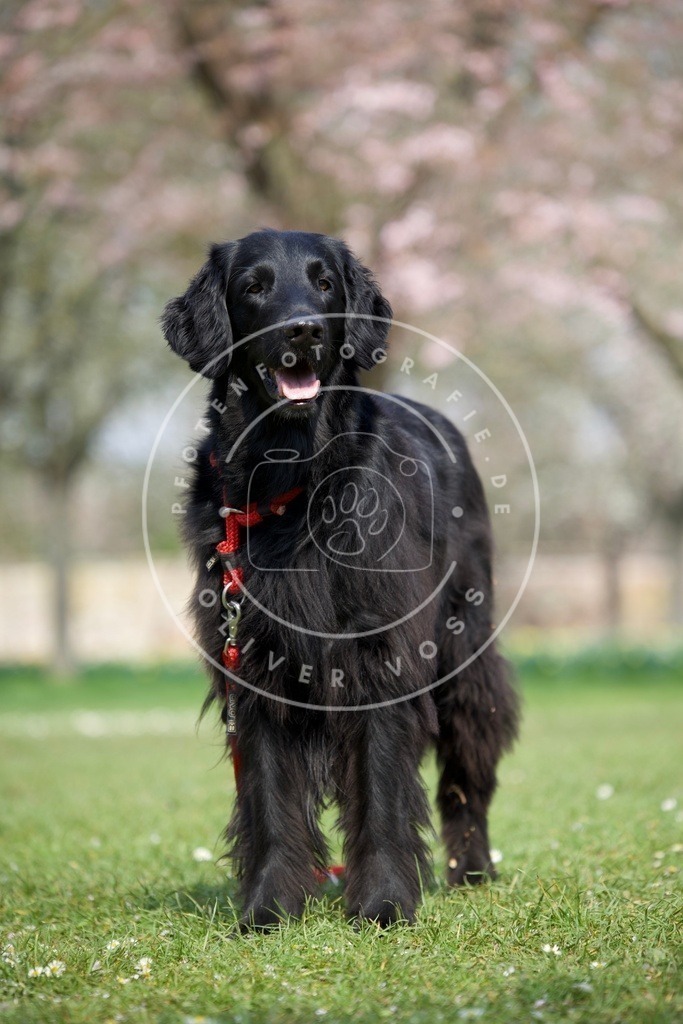 0L8A9866 | Hundefotografie, Tierfotograf, Pfotenfotografie, Fotoshooting Hund, Hunde Portrait, Hundesport, Hundeportraits, Heideshooting, Hunde, Sportfotograf, Hundefotograf, Turnierhundsport, THS,  - Realisiert mit Pictrs.com