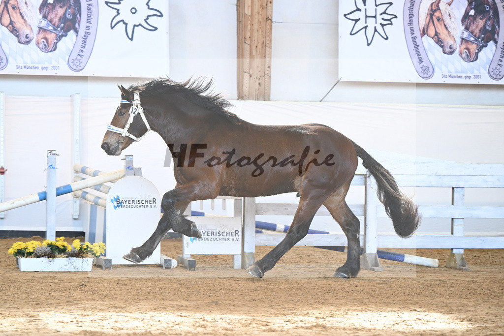 Kat-Nr. 12 v. Nussini II_Birkholz_2230190 | hf-fotografie - Realisiert mit Pictrs.com