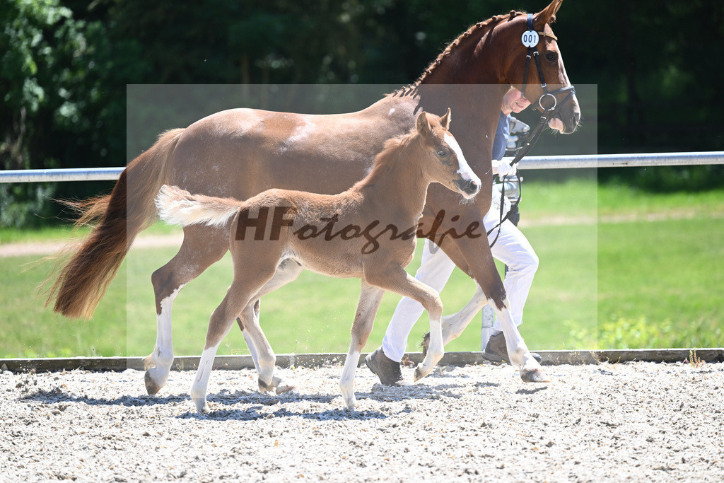 Kat-Nr. 1 SF FS Next Diamond_Kaus_16230643 | hf-fotografie - Realisiert mit Pictrs.com