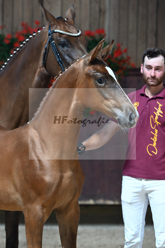 Kat-Nr. 5 Arezzo Man x Conte Cassini_SF_Kraemer_25250535 | hf-fotografie - Realisiert mit Pictrs.com