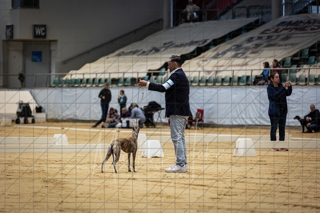 DS - Bester Junghund_0197 | Markus Heber Photography