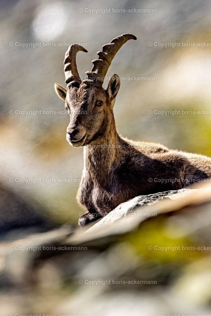 20240906-1M5A9993 | Photography, Fotografie, Sportfotografie, Wildlife, Saas-Fee, Nature, Tierfotografie, Wallis, Naturfotograf, Karpathos, Windsurfen, Surffotografie, Sportsphotography, Marmot, Capra, Ibex, Mountainibex, Schweiz, Italien, Griechenland, Urlaub, Bartgeier