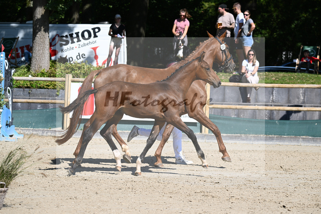 Praesentation Auktionsfohlen_36230137 | hf-fotografie - Realisiert mit Pictrs.com