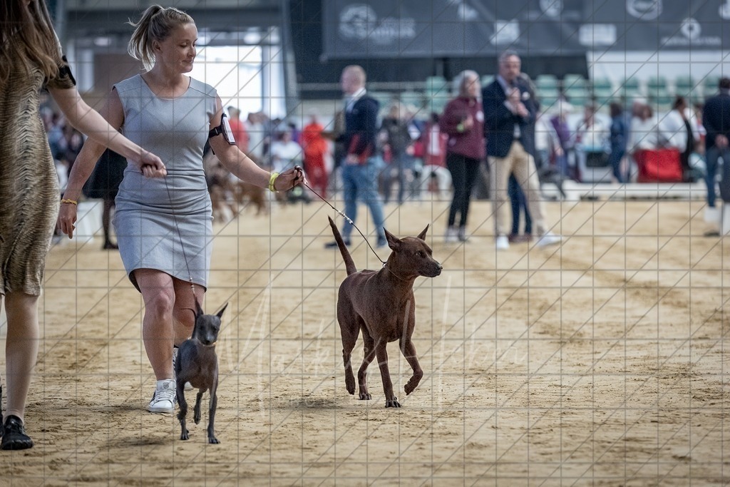 DS - Bester Junghund_0110 | Markus Heber Photography