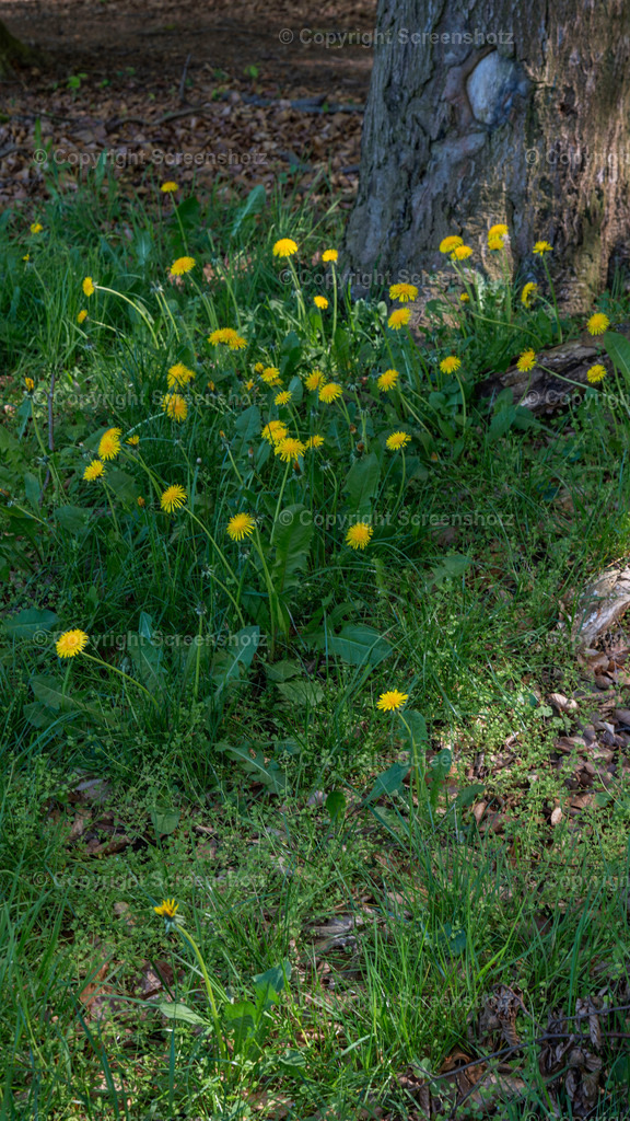 LED_S_V_Top_View_Forest_Dandelion1 | screenshotz - Realisiert mit Pictrs.com