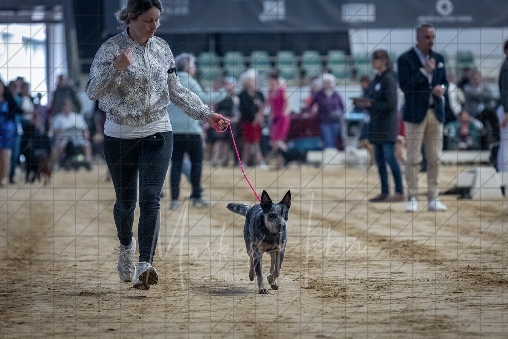 DS - Bester Junghund_0025 | Markus Heber Photography