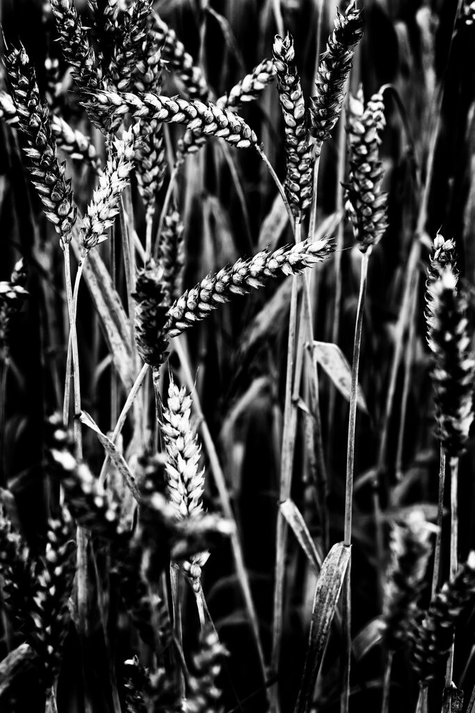 Weizen | Weizenfeld in blackandwhite - Realisiert mit Pictrs.com