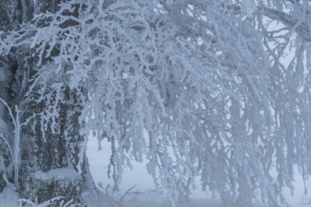 CRO_Frozen_Tree13_Bokeh | sparepix - Realisiert mit Pictrs.com