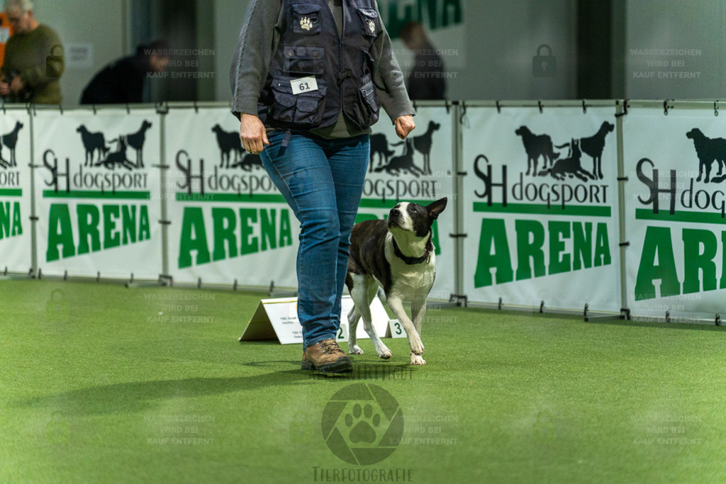 7IV01742 | Professionelle Tierfotografie in Mönchengladbach von Daniel Wirth (allesWIRTHgut). Liebevolle & natürliche Bilder von Hunden & Katzen für unvergessliche Erinnerungen.