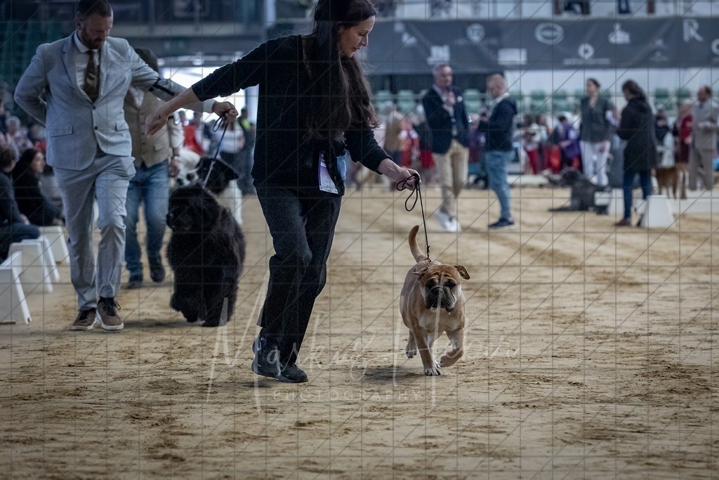 DS - Bester Junghund_0042 | Markus Heber Photography