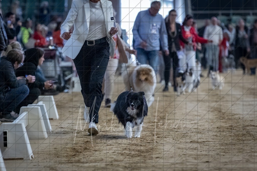 DS - Bester Junghund_0010 | Markus Heber Photography