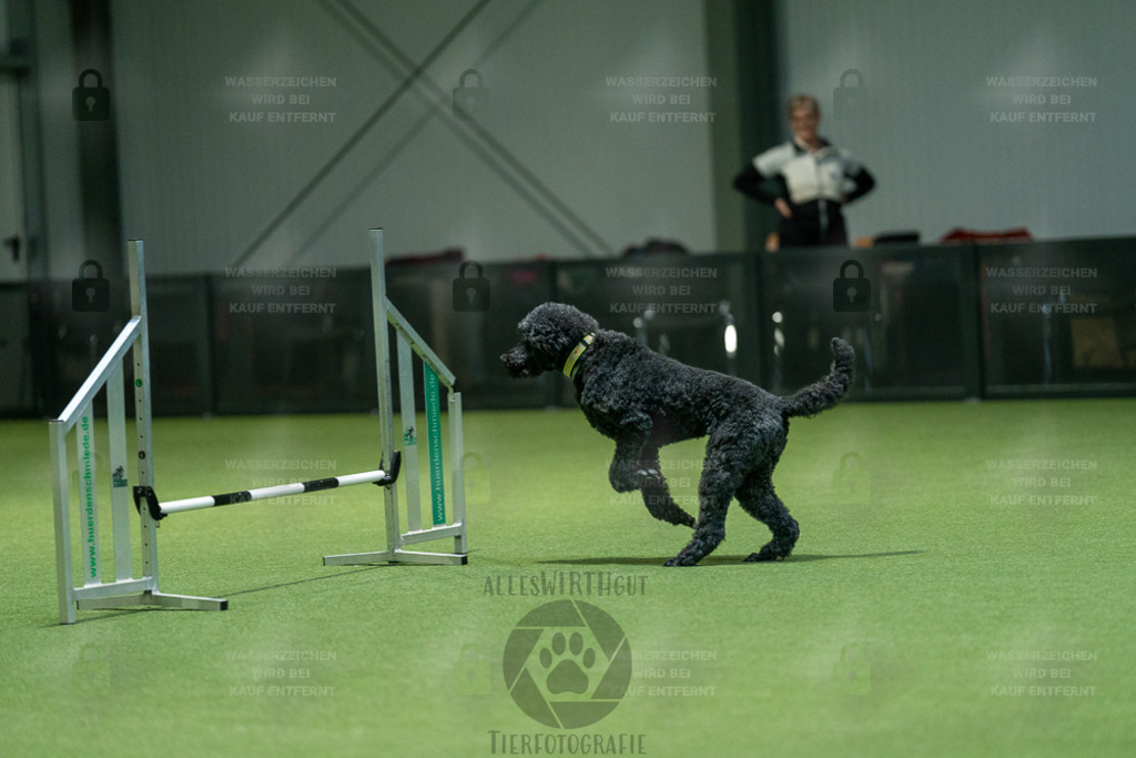 7IV05944 | Professionelle Tierfotografie in Mönchengladbach von Daniel Wirth (allesWIRTHgut). Liebevolle & natürliche Bilder von Hunden & Katzen für unvergessliche Erinnerungen.