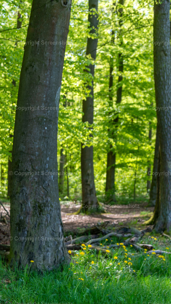 LED_C_Spring_Forest1_Bokeh | screenshotz - Realisiert mit Pictrs.com