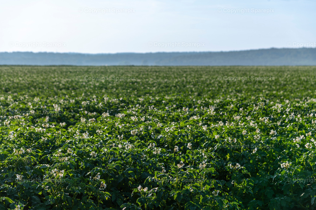 CRO_Potato_Field5_Bokeh | sparepix - Realisiert mit Pictrs.com