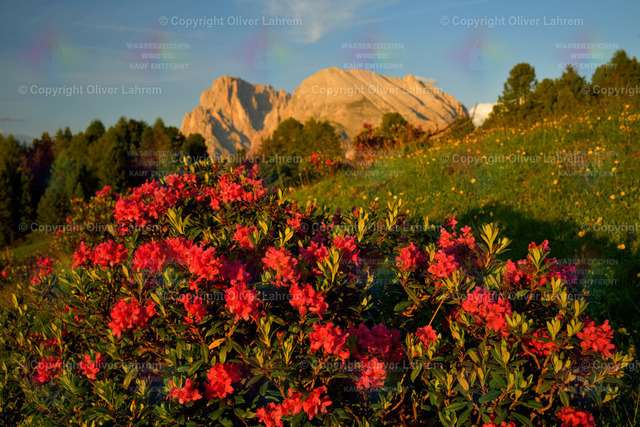 Blühende Alpen-Rose in den Dolomiten | Eine blühende Alpenrose steht in einer grünen Wiese im Abendlicht und im Hintergrund stehen Lang- und Plattkofel in der Abendsonne