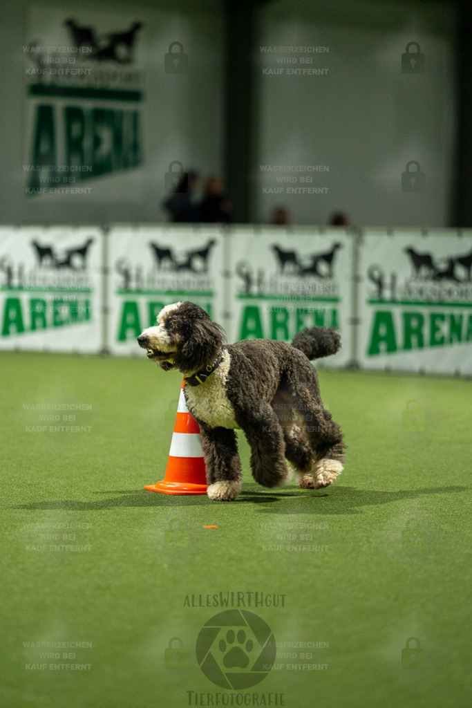 7IV04343 | Professionelle Tierfotografie in Mönchengladbach von Daniel Wirth (allesWIRTHgut). Liebevolle & natürliche Bilder von Hunden & Katzen für unvergessliche Erinnerungen.