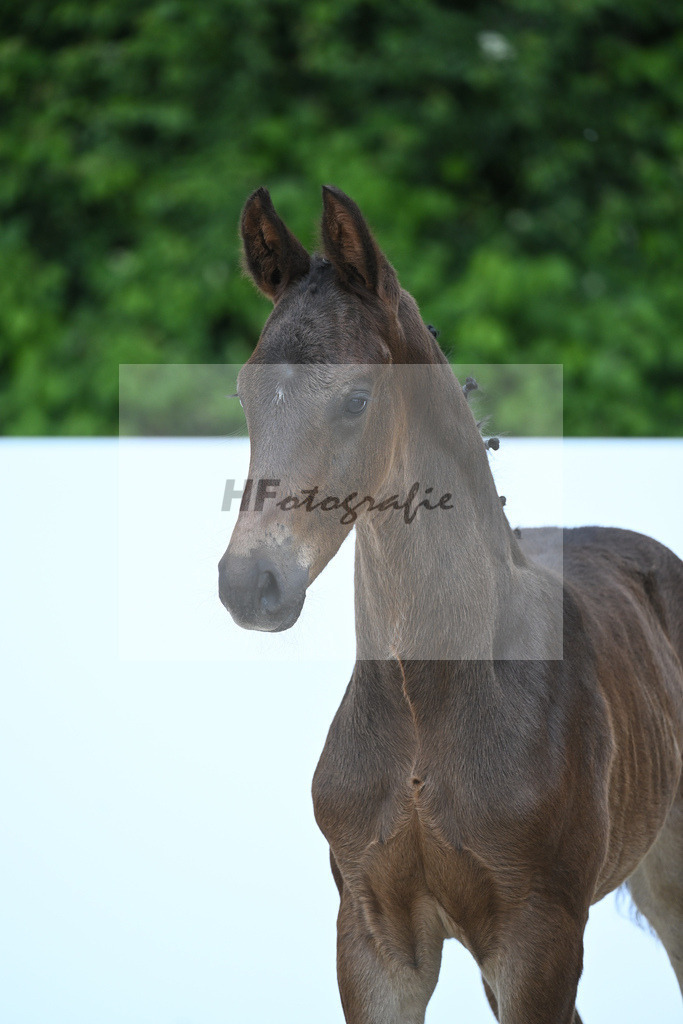 Kat-Nr. 42 HF Kjento_Lang-Wengert_18231153 | hf-fotografie - Realisiert mit Pictrs.com