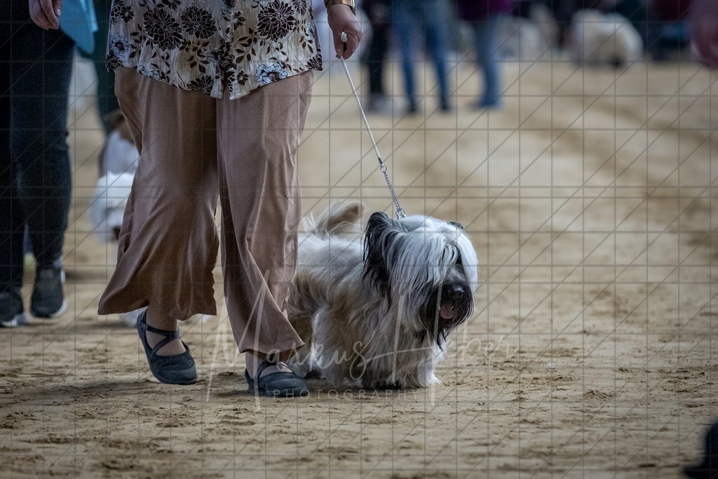 DS - Bester Junghund_0066 | Markus Heber Photography