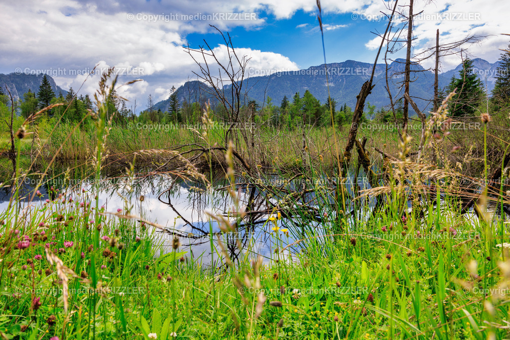 Inzeller Filzen | medienkrizzler - Realisiert mit Pictrs.com