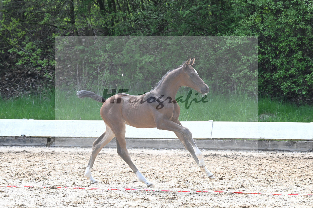 Kat-Nr. 28 SF DSP Feliciano_Bludau_9230473 | hf-fotografie - Realisiert mit Pictrs.com