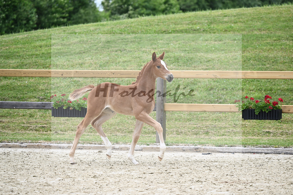 Kat-Nr. 39 SF DSP Feliciano_Schmidt_17231059 | hf-fotografie - Realisiert mit Pictrs.com