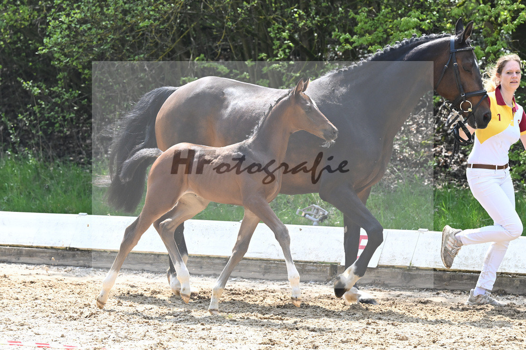 Kat-Nr. 28 SF DSP Feliciano_Bludau_9230461 | hf-fotografie - Realisiert mit Pictrs.com