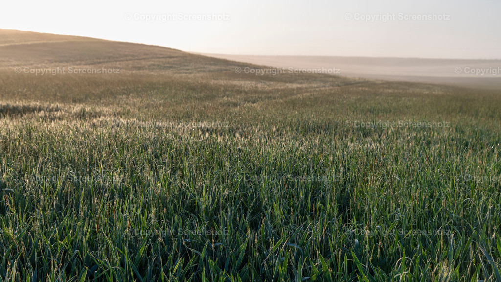 LED_H_Spring_Grainfield1_Bokeh | screenshotz - Realisiert mit Pictrs.com