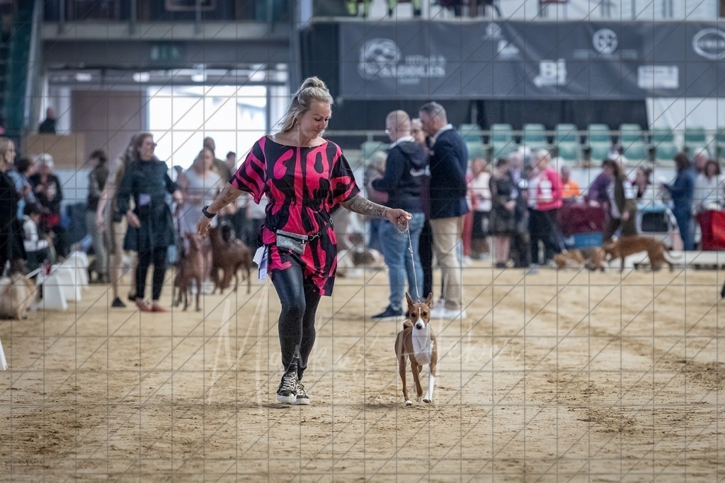 DS - Bester Junghund_0102 | Markus Heber Photography