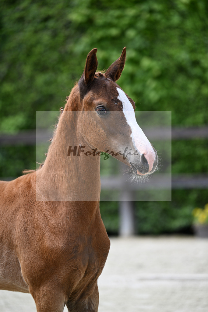 Kat-Nr. 3 Bon Esprit x Zackerey_Riederer_25240178 | hf-fotografie - Realisiert mit Pictrs.com