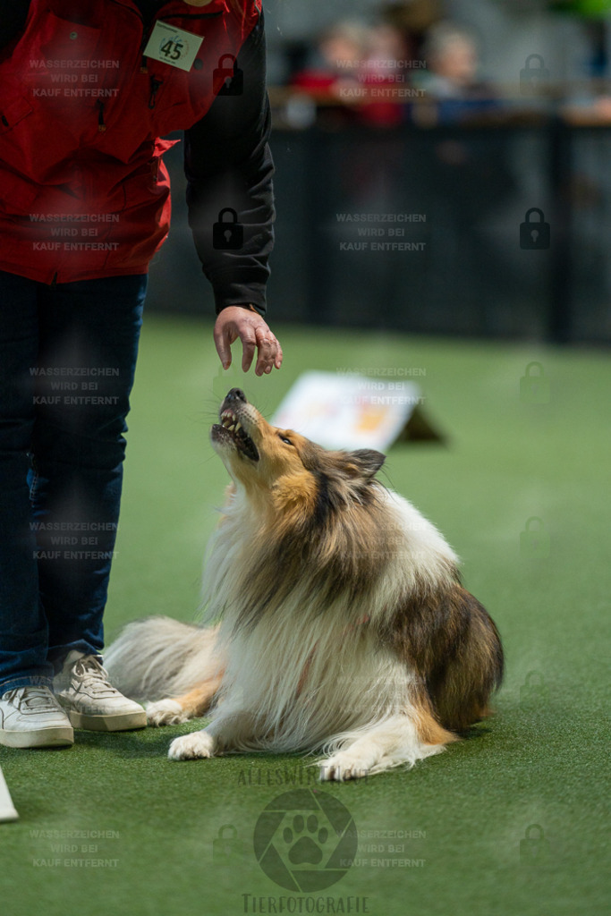 7IV04288 | Professionelle Tierfotografie in Mönchengladbach von Daniel Wirth (allesWIRTHgut). Liebevolle & natürliche Bilder von Hunden & Katzen für unvergessliche Erinnerungen.