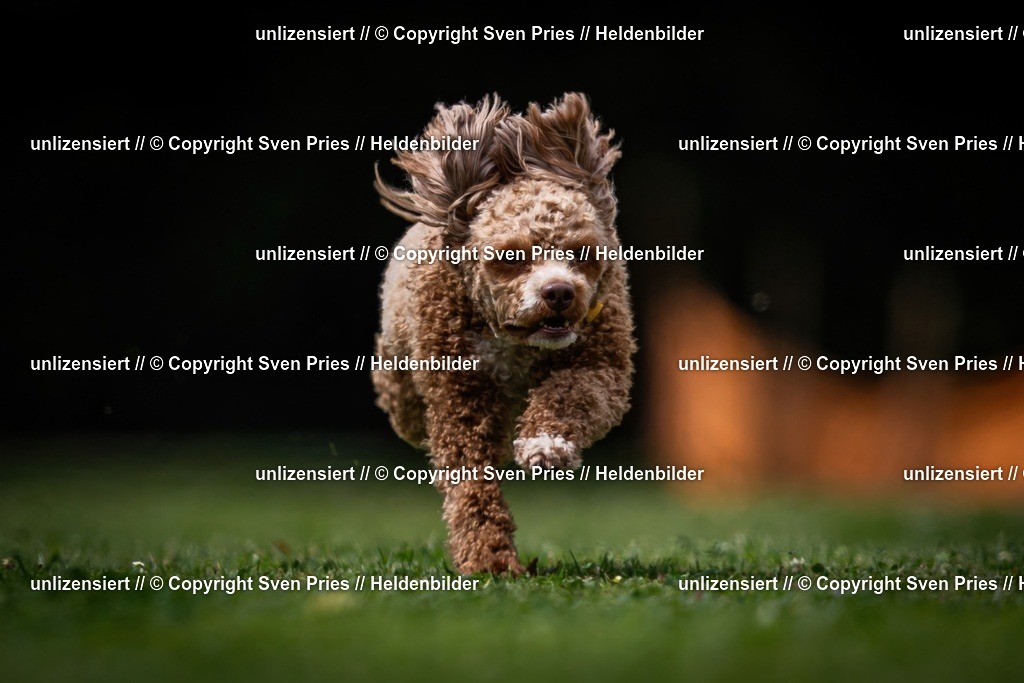 Sven Pries | 19. Allgemeines Hunderennen Karlsruhe Durlach - Realisiert mit Pictrs.com