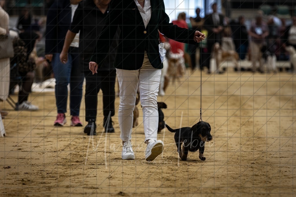 DS - Bester Junghund_0034 | Markus Heber Photography