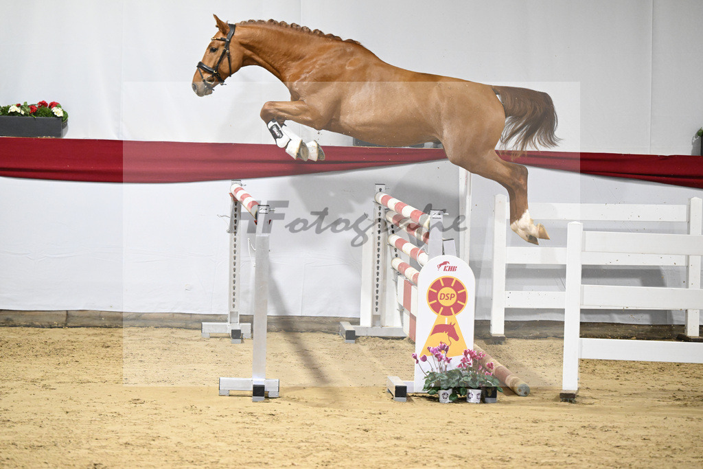 Kat-Nr. 43 v. Arko Junior PMS_Wurm_63221045 | hf-fotografie - Realisiert mit Pictrs.com