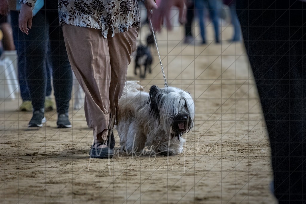 DS - Bester Junghund_0065 | Markus Heber Photography