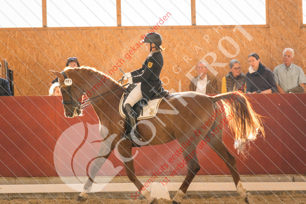 IMG_2078 | Hier findest Du viele Augenblicke aus den Bereichen der Turnier-, Sport- & Tierfotografie. Bilder mit deinem Liebling, Portrait-, Bewerbungs-, Businessbilder können ebenfalls schnell und einfach erstellt werden.