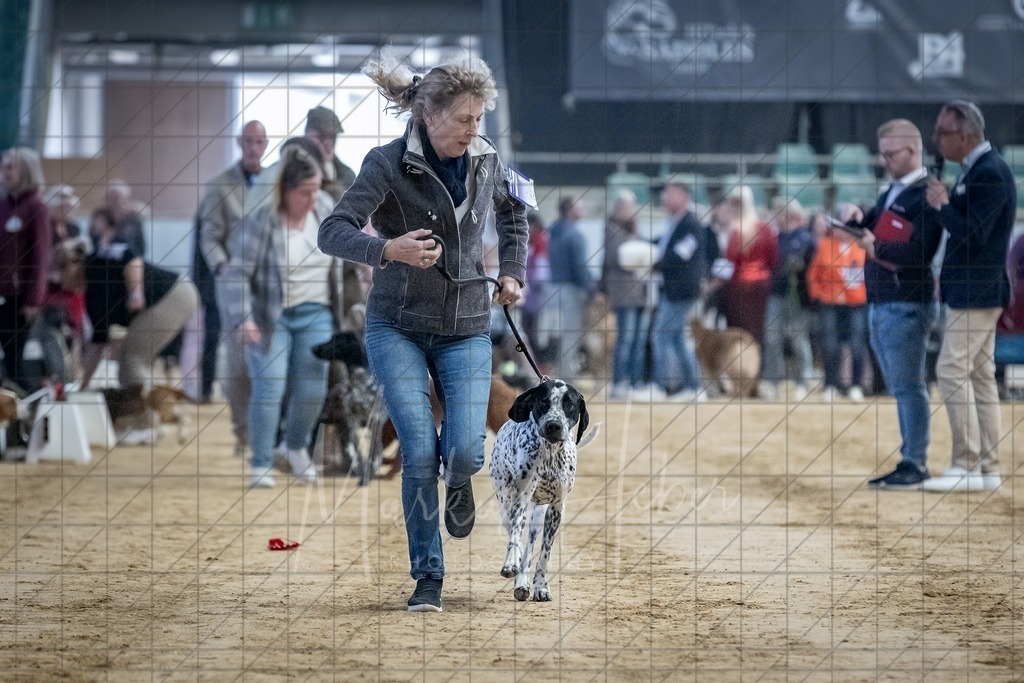 DS - Bester Junghund_0130 | Markus Heber Photography