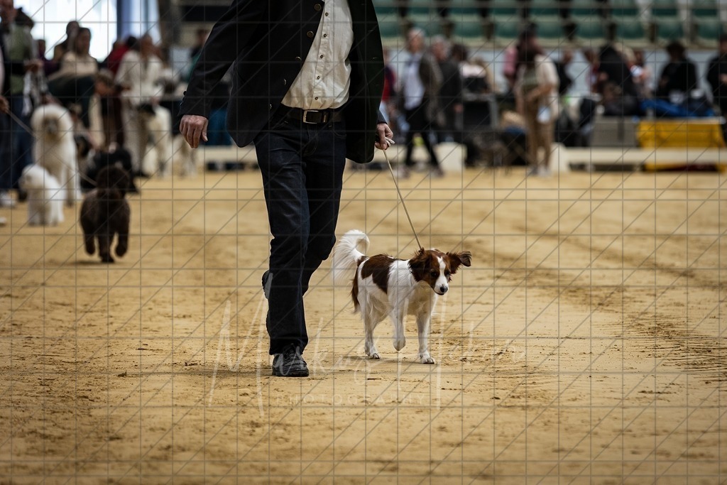 DS - Bester Junghund_0074 | Markus Heber Photography