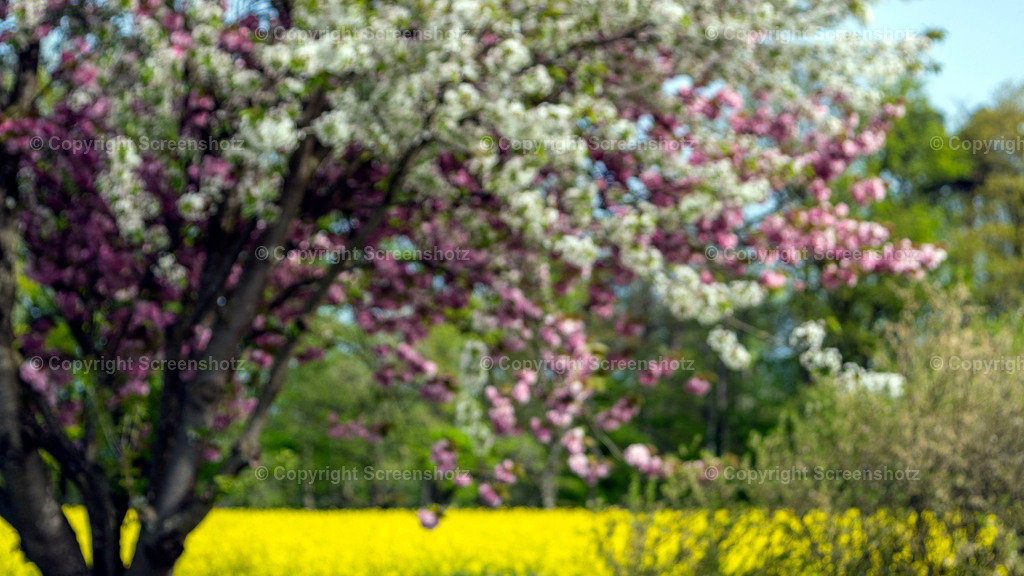 LED_H_Spring30_Bokeh_Bokeh | screenshotz - Realisiert mit Pictrs.com