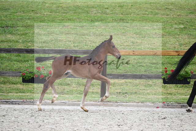 Kat-Nr. 60 HF Denzel van het Meulenhof_Feigl_17231410 | hf-fotografie - Realizzato con Pictrs.com