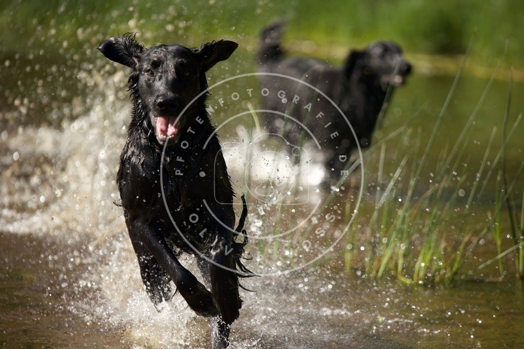 0L8A4570 | Hundefotografie, Tierfotograf, Pfotenfotografie, Fotoshooting Hund, Hunde Portrait, Hundesport, Hundeportraits, Heideshooting, Hunde, Sportfotograf, Hundefotograf, Turnierhundsport, THS,  - Realisiert mit Pictrs.com