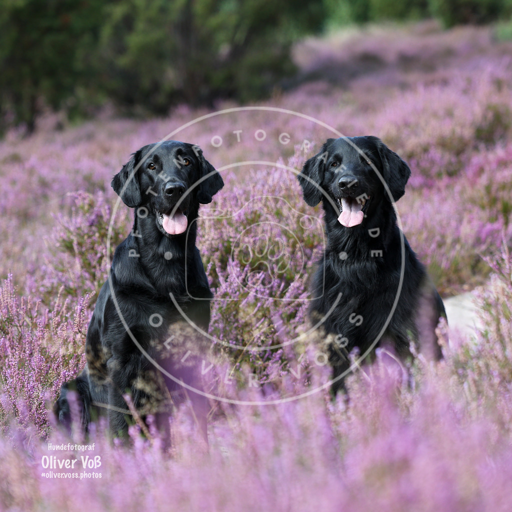 IMG_8779 | Hundefotografie, Tierfotograf, Pfotenfotografie, Fotoshooting Hund, Hunde Portrait, Hundesport, Hundeportraits, Heideshooting, Hunde, Sportfotograf, Hundefotograf, Turnierhundsport, THS,  - Realisiert mit Pictrs.com