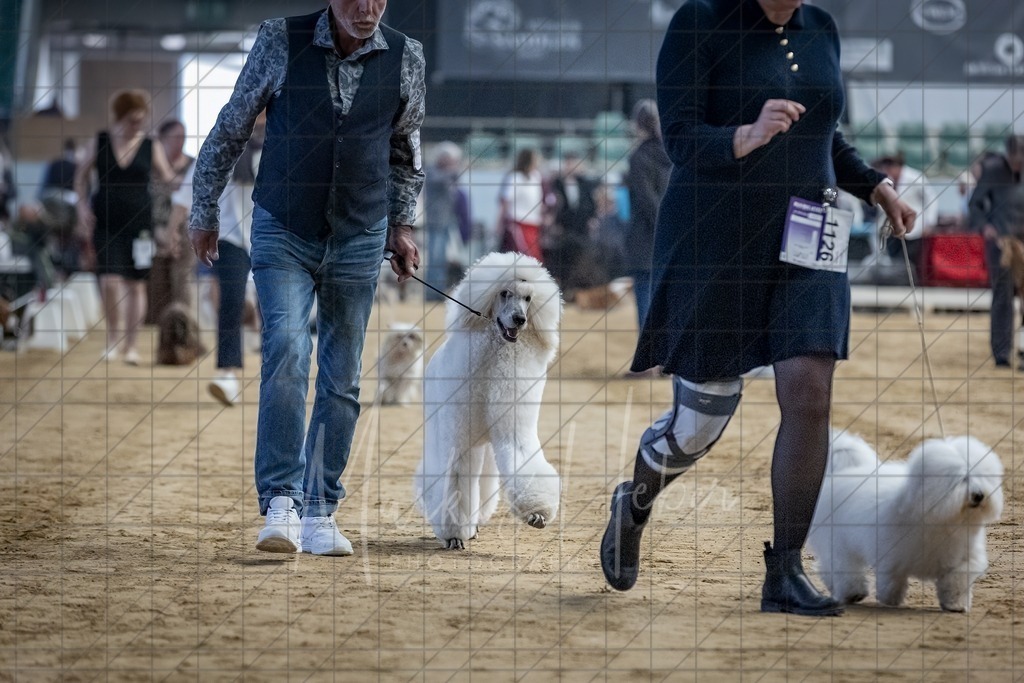 DS - Bester Junghund_0191 | Markus Heber Photography